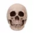 Dekoracija Skull - Craniology - U7126B25
