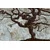 Tapeta abstraktno drevo na lesu - 245x165