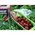 SuperFeed Pure 18mm/1kg Milky Mulberry boilies