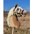 shumee Hobi konj Velik premium palicasti konj - Haflinger A3