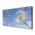 tulup.si Slika na platnu Dandelion rastlin 125x50 cm