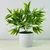 shumee Lončnica - Zeleni Ruscus 25 cm