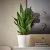 SANSEVIERIA Biljka u saksiji, raznovrsno, 21 cm