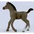 13957 - Horse Club - žrebe Cheval de Selle Francais