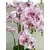Orhideja u posudi, pink 160 cm