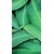 Fototapeta listi evkaliptusa - 147x270