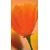 Fototapeta čudovita roža - 147x270
