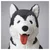 Pasji medvedek Gustaw Husky 70 cm