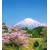Fototapeta vulkan Fuji - 245x270