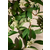 Full Orange Blossom Eau de Parfum 75 ML