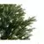 Novogodišnja jelka Arlberg fir 210cm
