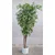 Lilium zeleno sitnolisno stablo 140cm 875631