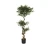 MID.YOU Umetna Rastlina Acacia