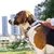 Dogness Svetleća ogrlica za pse, S, Svetloplava