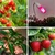 LED sijalica za rast biljaka PLANTY E27/8W/230V 1200K
