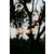 Sirius LED girlanda Luke Start set, 10 LED 5 m