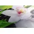 Slika orhideja v japonski tematiki - 140x70