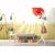 Tapeta divji mak - 441x297