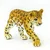 Safari Mláďa leoparda