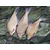 shumee MF Diffusion Micro Boilies 8mm/20g - Vabe za metodo z rdečim krilom