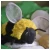 SKOGSDUVA Plišana igračka, Bumblebee/crna žuta, 21 cm