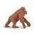 Safari Orangutan