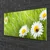tulup.si Steklena slika Grass daisies narava 100x50 cm 2 obešalnika