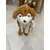 Kapa funny animals pumpica Vuk