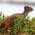 Safari Pachycephalosaurus dinozaver