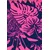 VENICE BEACH Bikini marine/roza