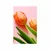 Plakat tulipan - 40x60 white