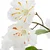 Grančica Cveta Trešnje 126cm Kirschblüte