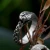 Prstan Snake Ring Retro - SS8-1176R