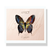 Paleta za šminkanje - Butterfly