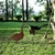 Atelier Del Sofa Dekorativna figura Goose -A 01, 64x44 cm, 1.5 mm