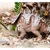 Safari Triceratops z oklepom