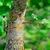 Aberto Design Dekorativna figura Bird on the branch 28, 20x45 cm, 1.5 mm, Bela