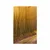 Plakat steza v gozd - 40x60 no frame