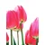Fototapeta rdeči poljski tulipani - 196x270