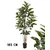 Lilium Stablo fikus variegata 185cm, 1x8, 567344