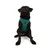Paws & Whiskers Am za pse Air-Mesh, Svetlozeleni