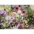 Ravensburger Sestavljanka Beautiful Flower Love 1000 kosov