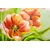 Fototapeta rdeči tulipani v vintage izvedbi - 120x80