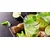 Slika okusen Mojito - 100x50