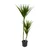Lilium stablo dracena 1x3 110cm 599437
