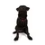 Paws & Whiskers Am za pse Air-Mesh, Braon