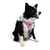 Paws & Whiskers Am za pse Air-Mesh, Lavanda