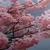 Slika cvetoča sakura nad mirno vodo - 200x100