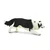 Safari Border Collie