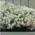 Cveće Medeni Cvet - Snežni Tepih Alyssum maritimum - seme 2086